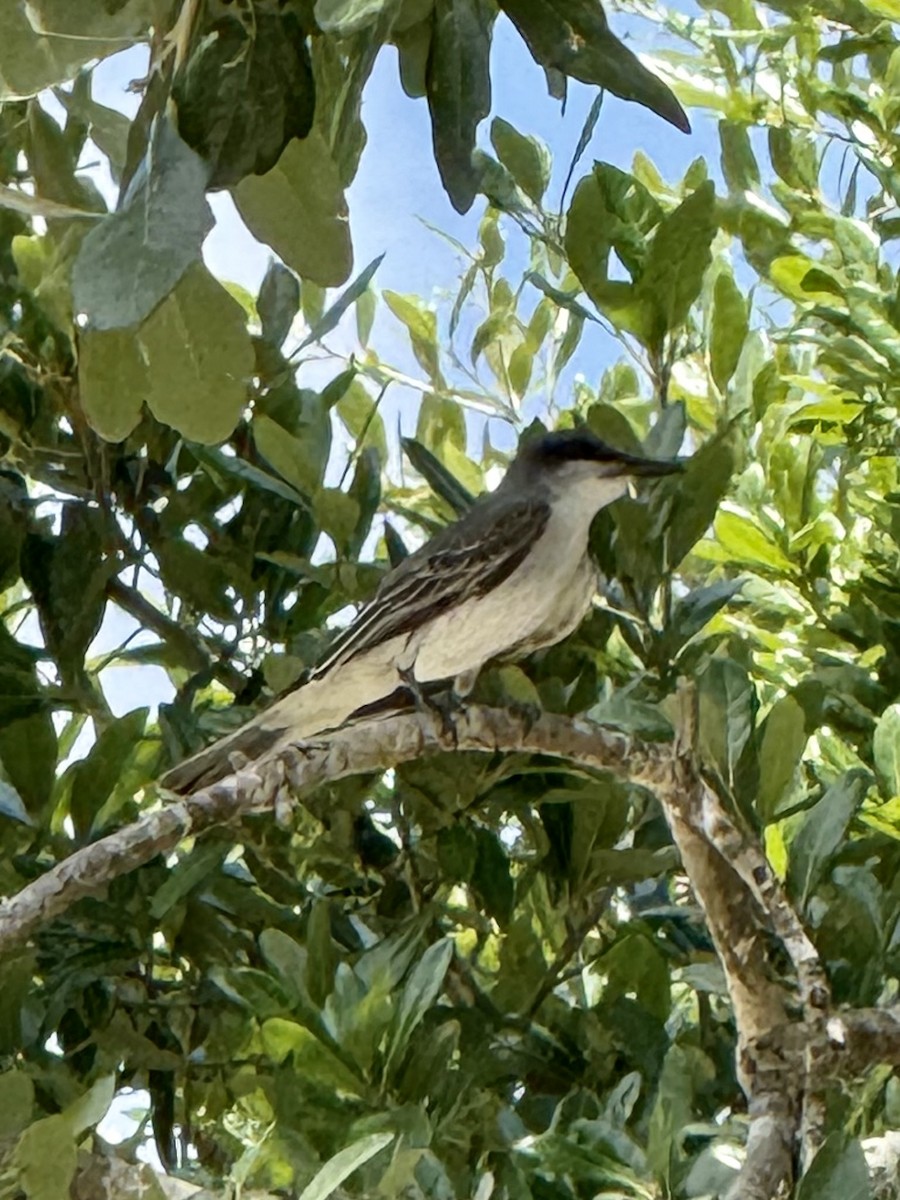 Gray Kingbird - ML634298622