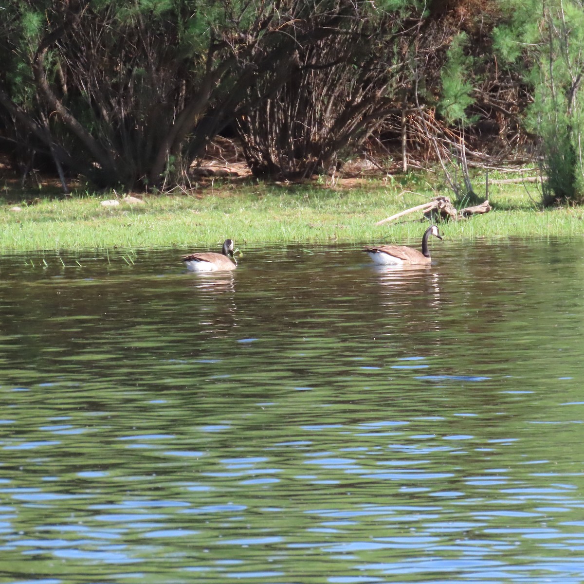 Canada Goose - ML634298722