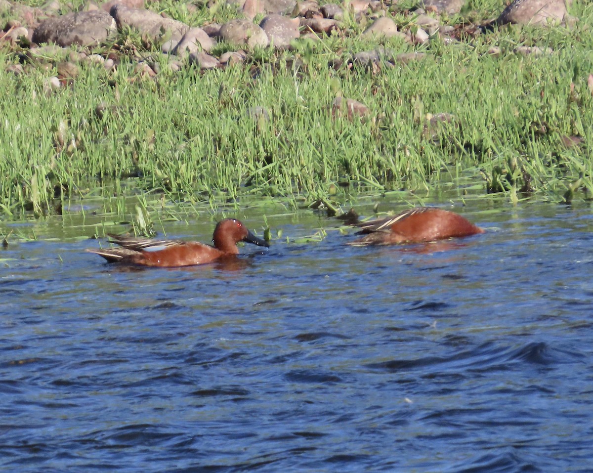 Cinnamon Teal - ML634298733