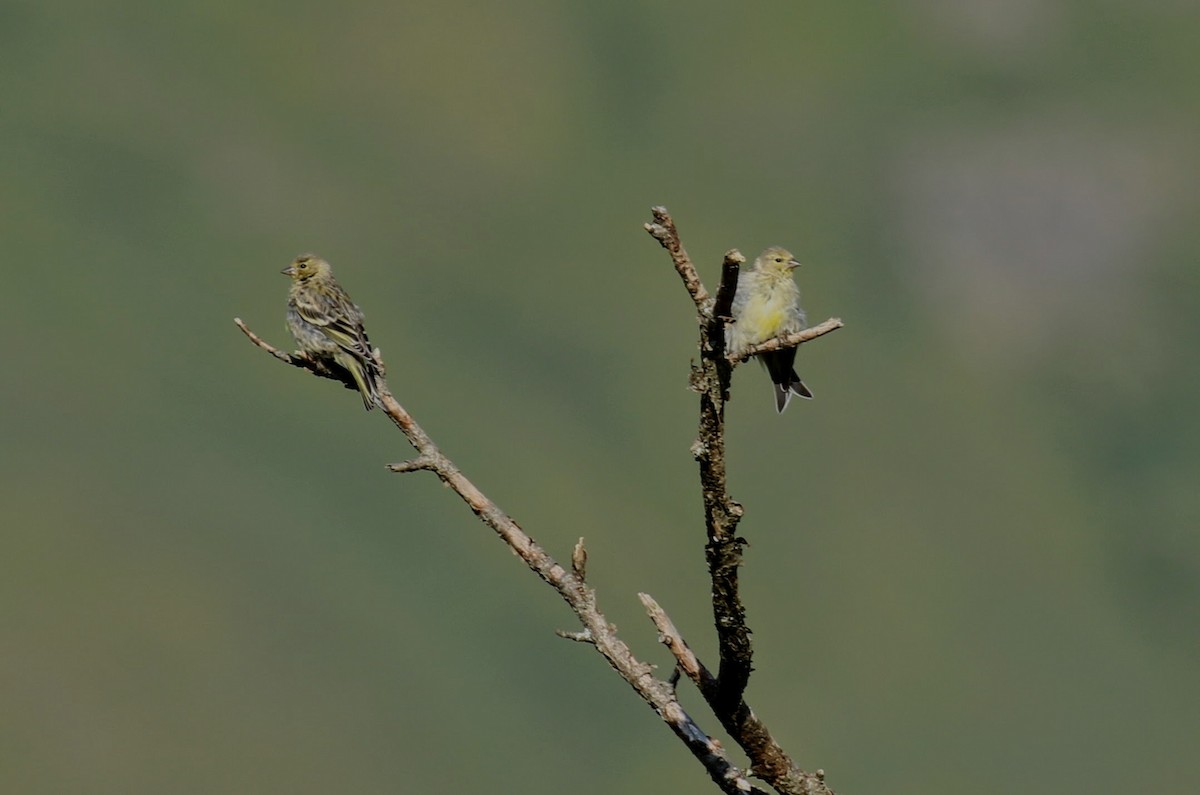 Citril Finch - ML634298751