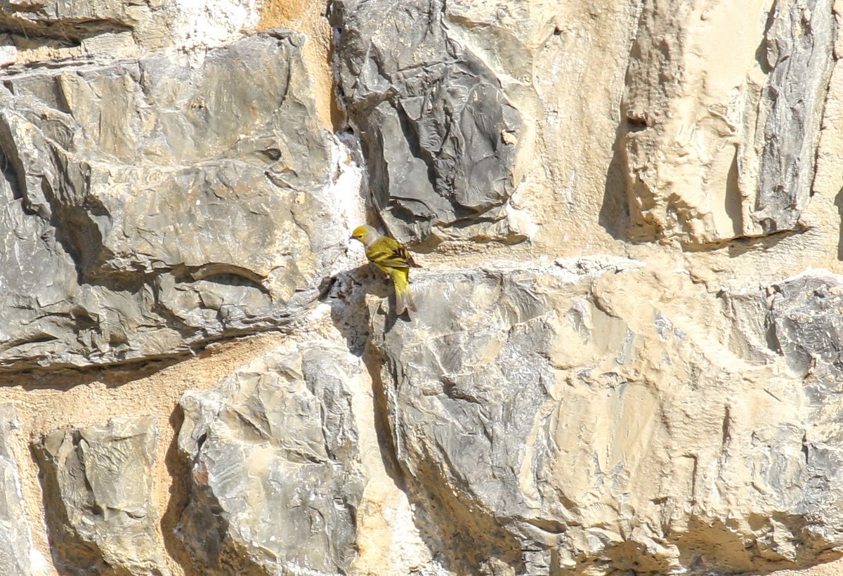 Citril Finch - ML634298753