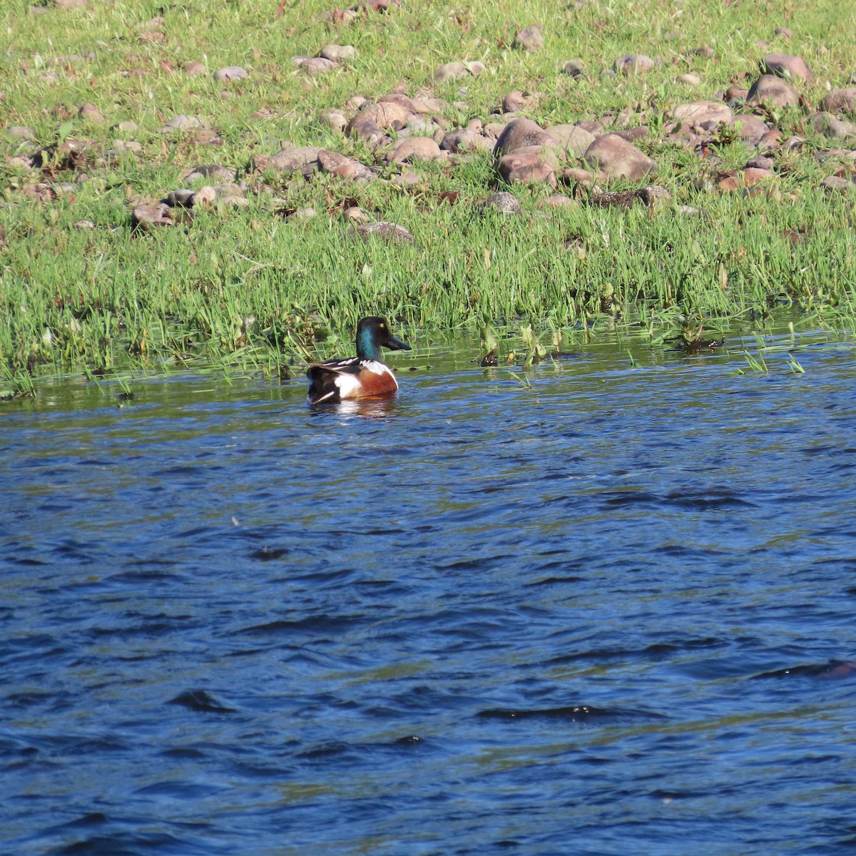 Northern Shoveler - ML634298766