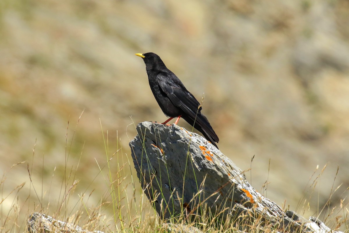 Yellow-billed Chough - ML634298768