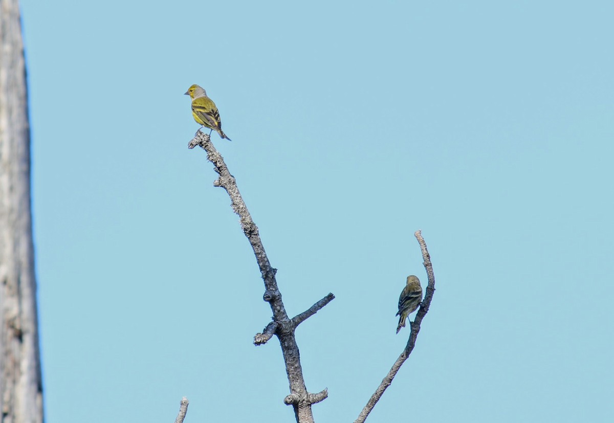 Citril Finch - ML634298798
