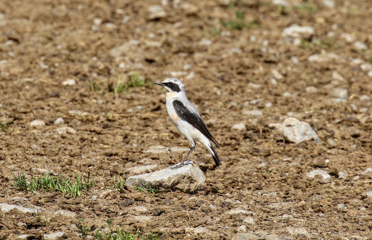 Northern Wheatear - ML634298815
