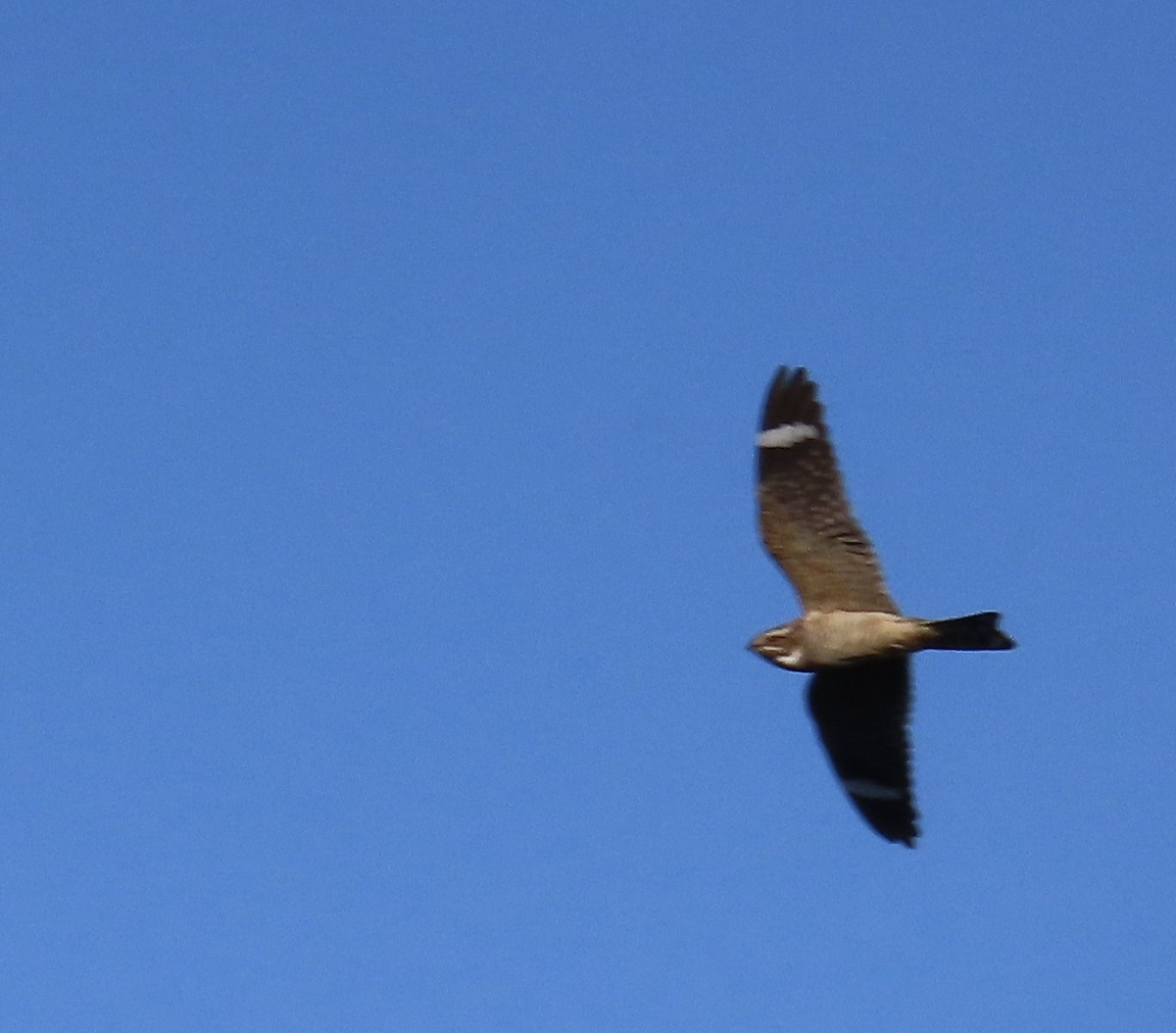 Lesser Nighthawk - ML634298825