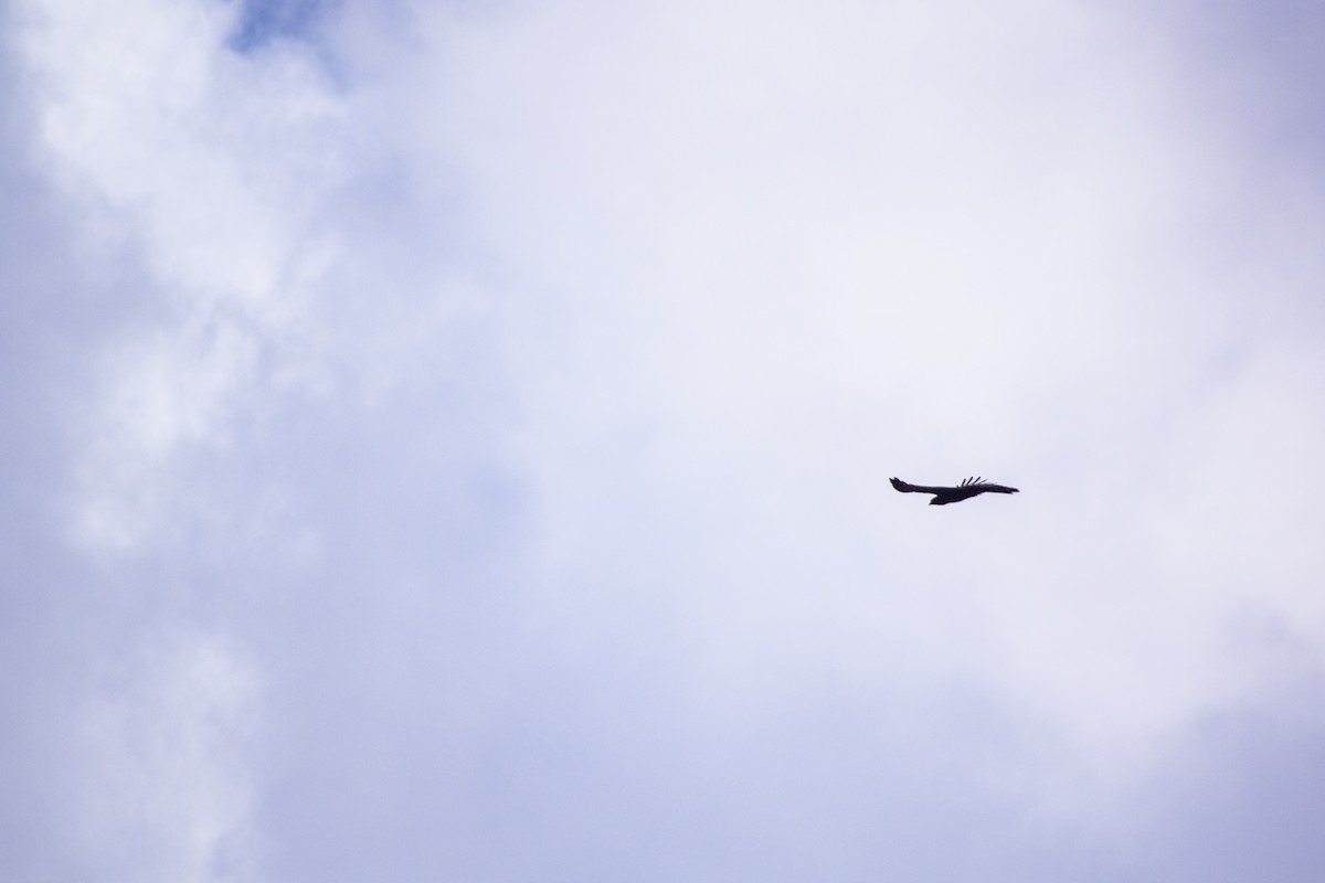 Black Hawk-Eagle - ML634298888