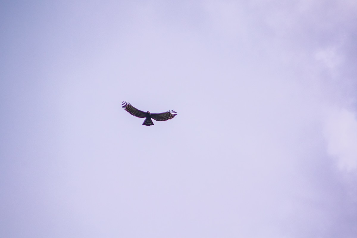 Black Hawk-Eagle - ML634298891