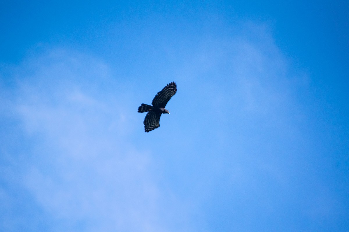 Black Hawk-Eagle - ML634298892