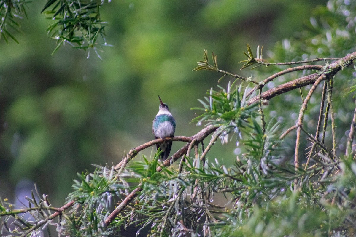 White-throated Hummingbird - ML634298937