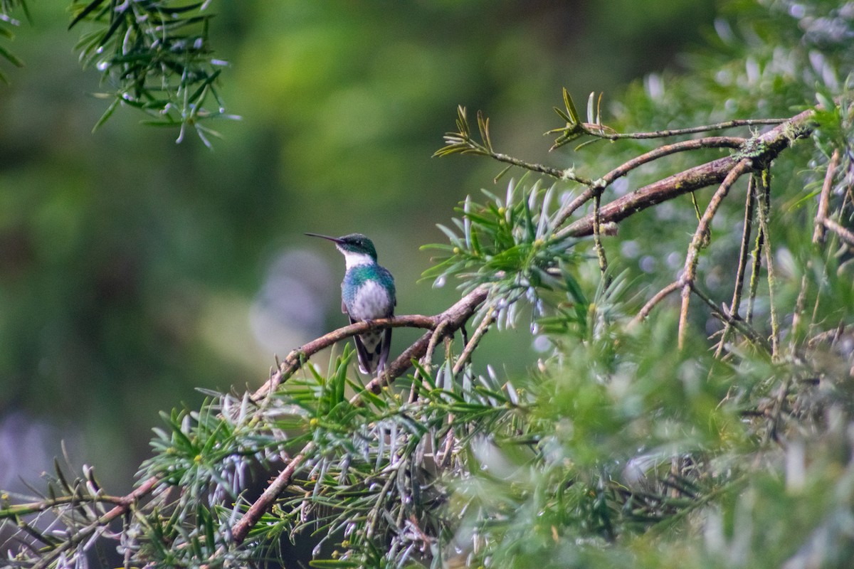 White-throated Hummingbird - ML634298938
