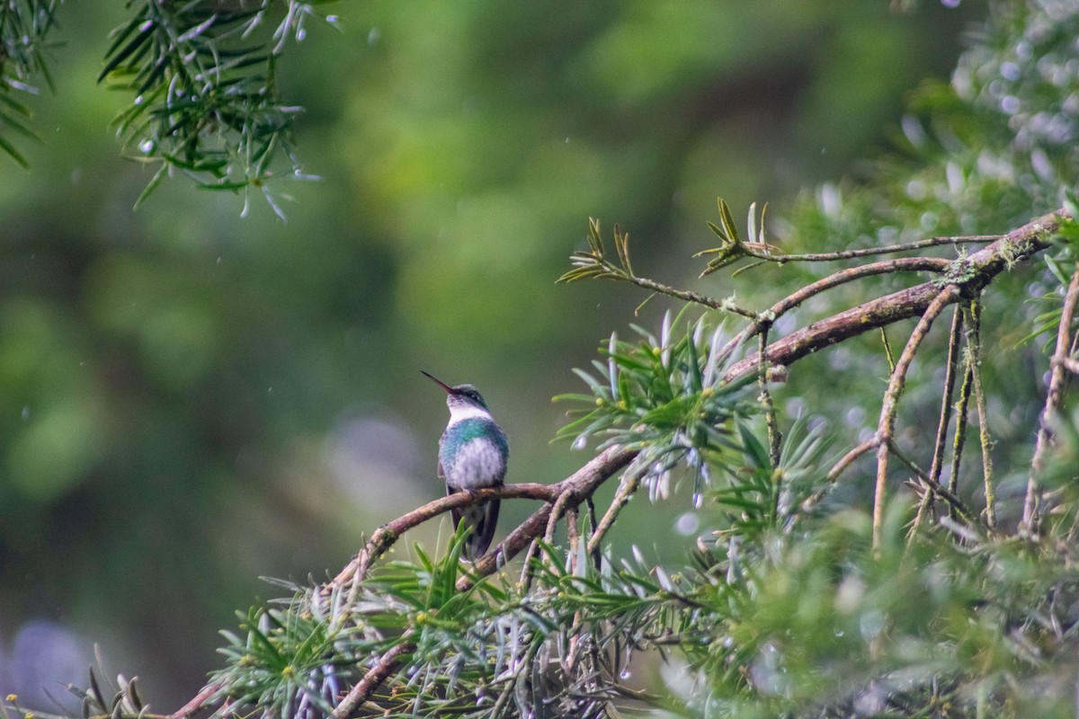 White-throated Hummingbird - ML634298939
