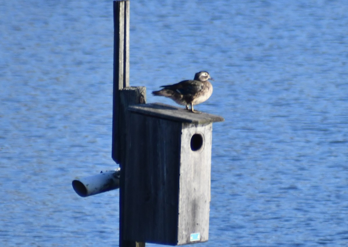 Wood Duck - ML634298947