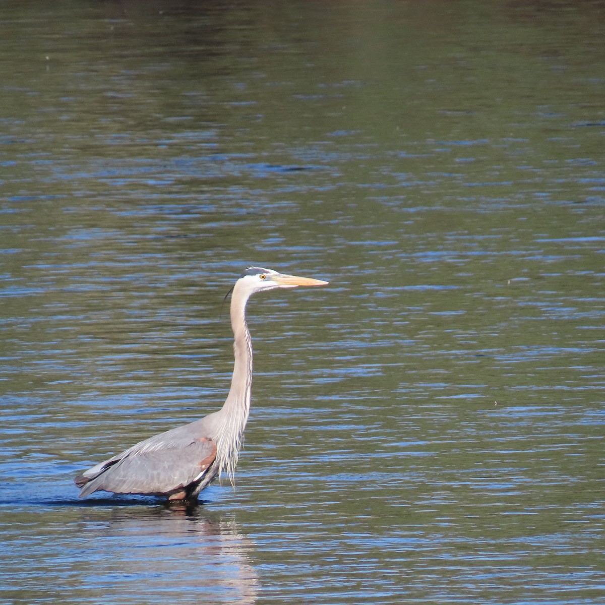 Great Blue Heron - ML634298955