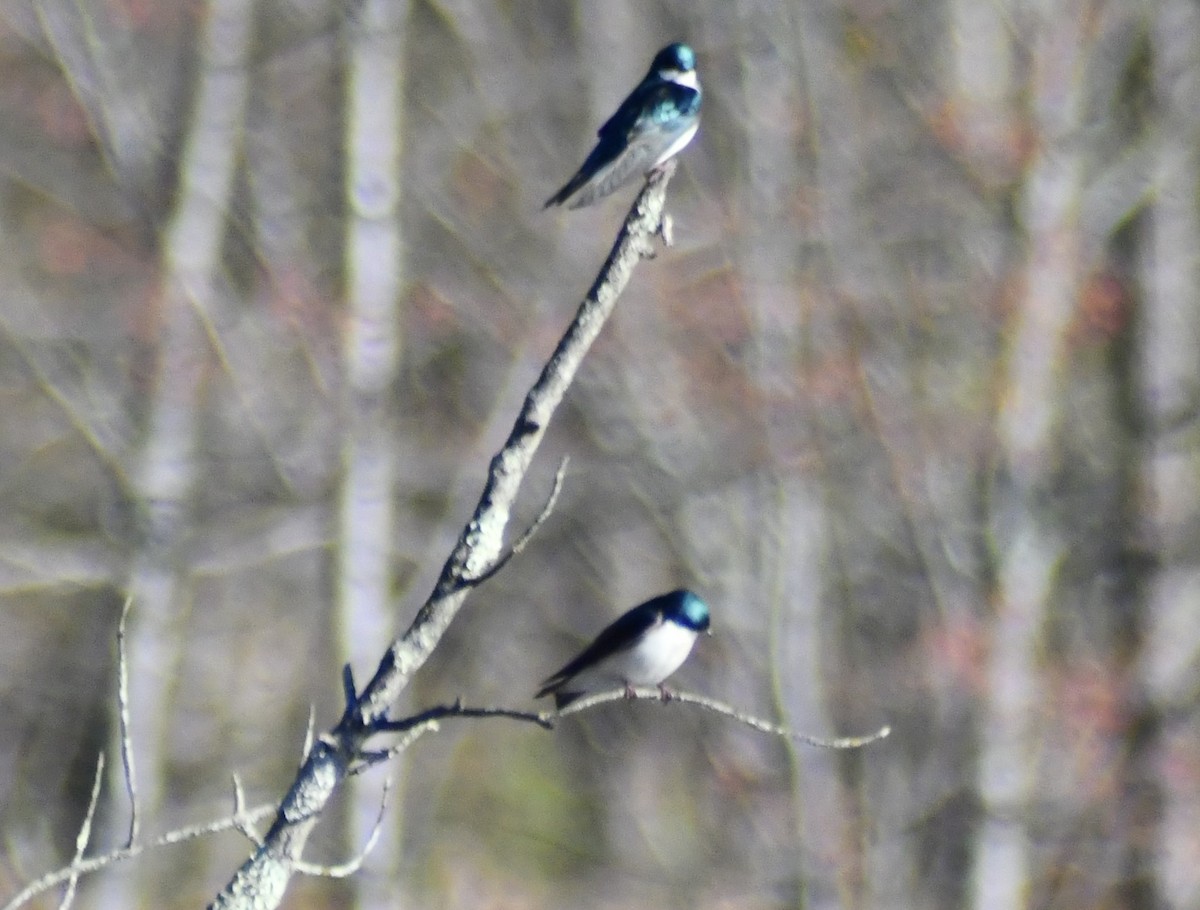 Tree Swallow - ML634299009