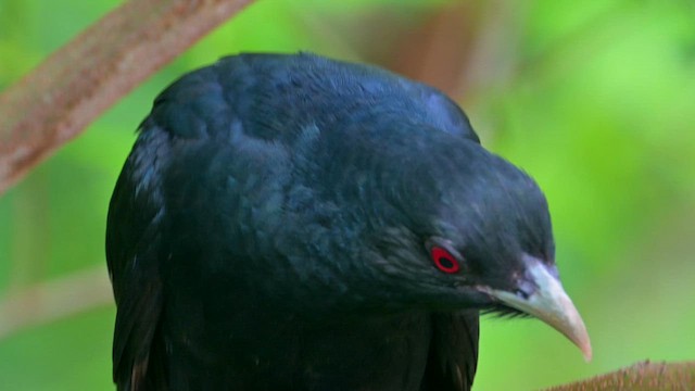 קואל אסייתי - ML634299109