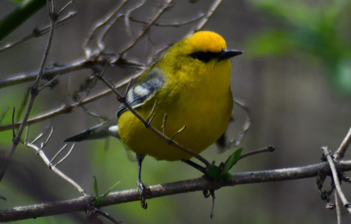 Blue-winged Warbler - ML634299143