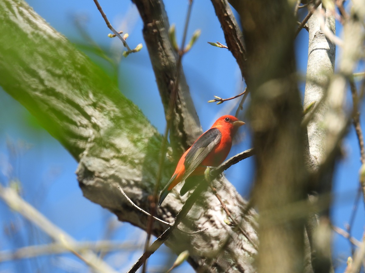 Scarlet Tanager - ML634299251