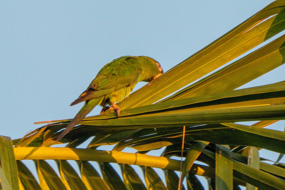 Cuban Parakeet - ML634299298