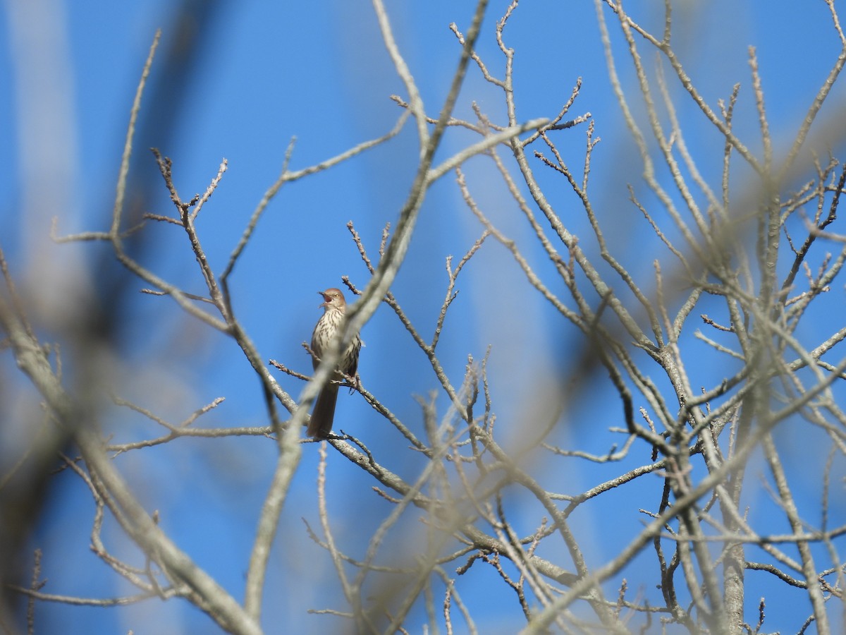 Brown Thrasher - ML634299317