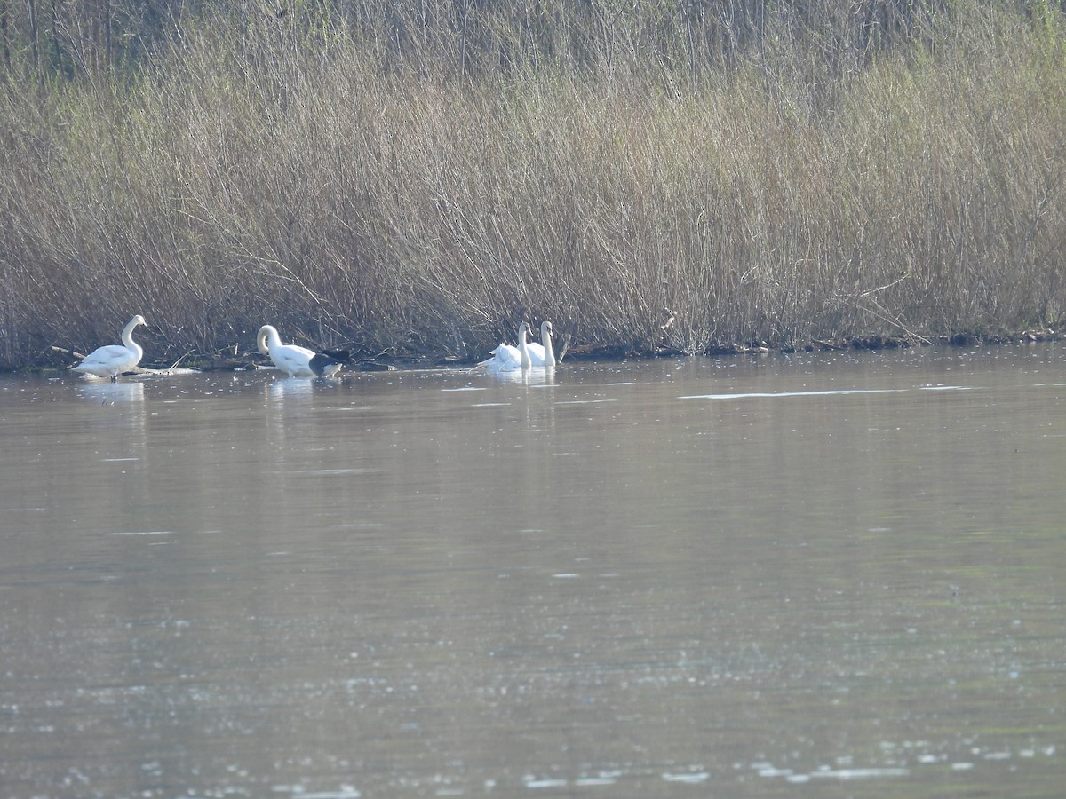 Mute Swan - ML634299370