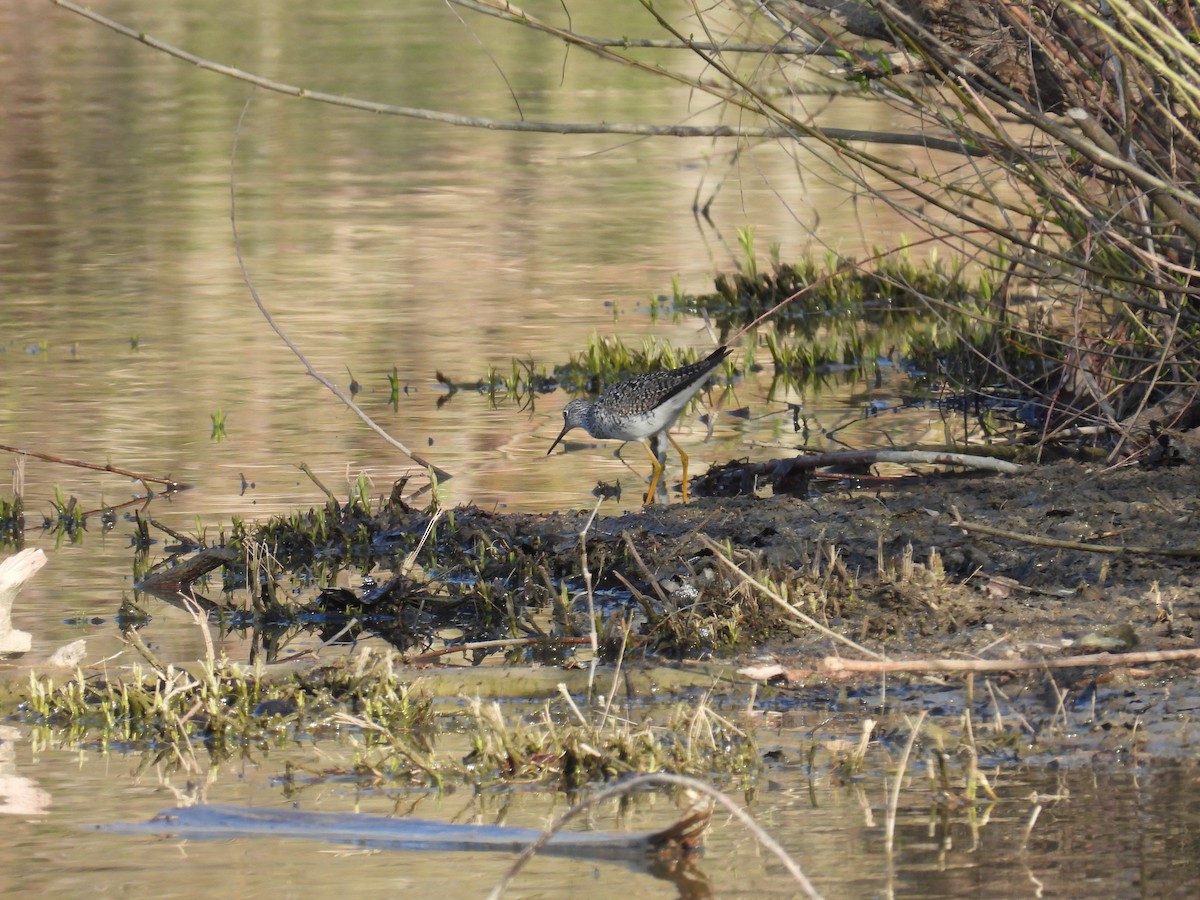 Greater Yellowlegs - ML634299404