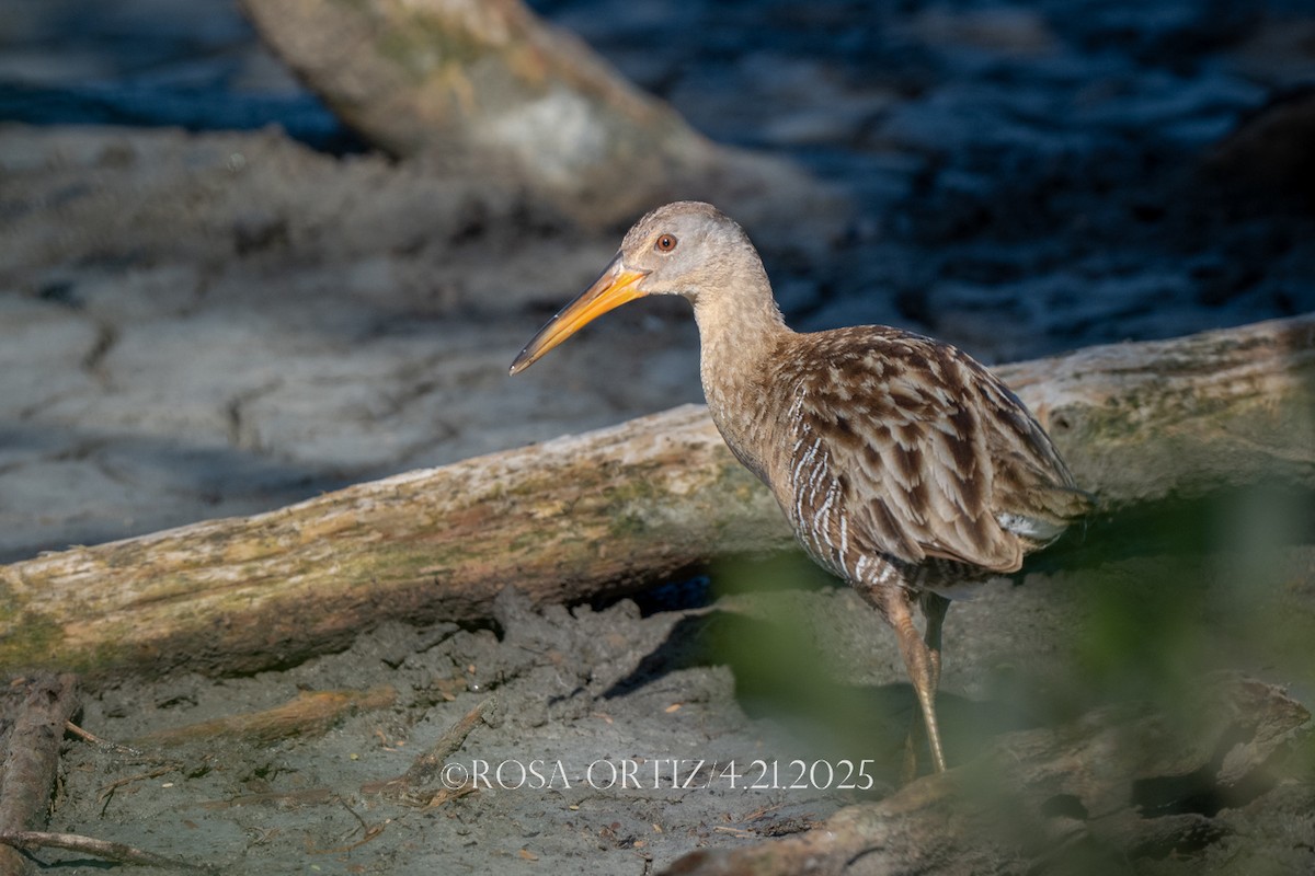 Clapper Rail - ML634299407