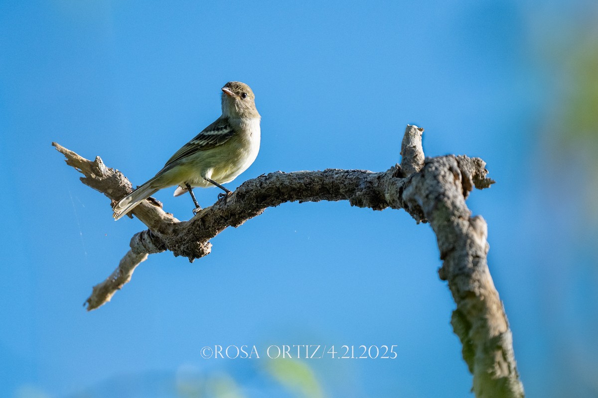 Caribbean Elaenia - ML634299450