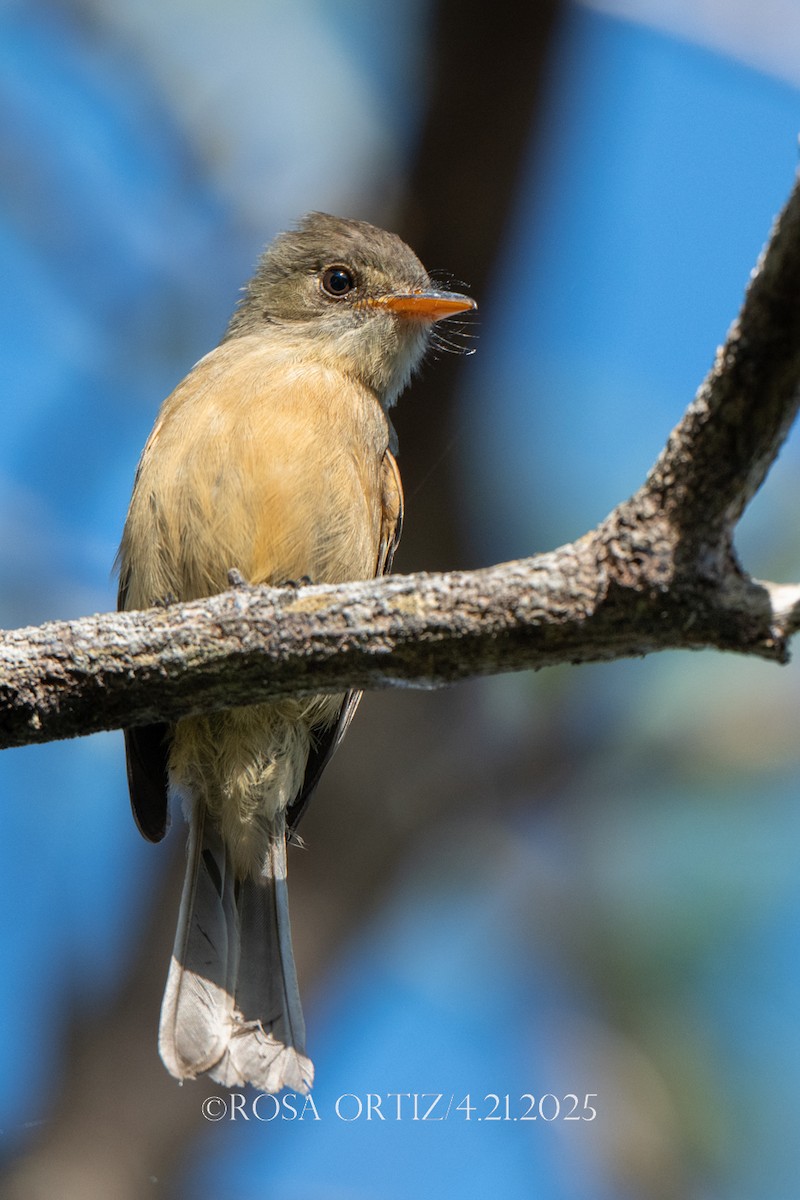 Lesser Antillean Pewee - ML634299468