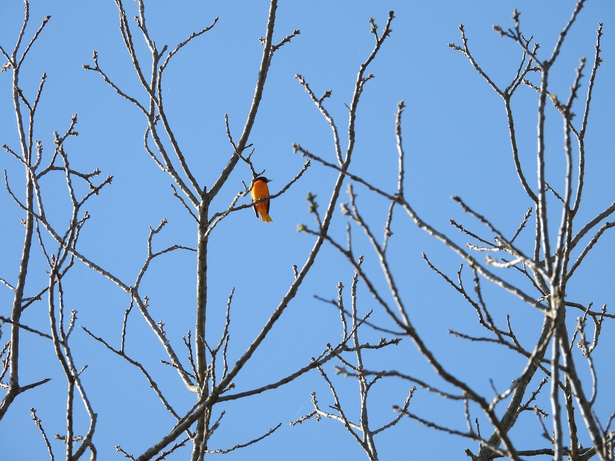 Baltimore Oriole - ML634299469