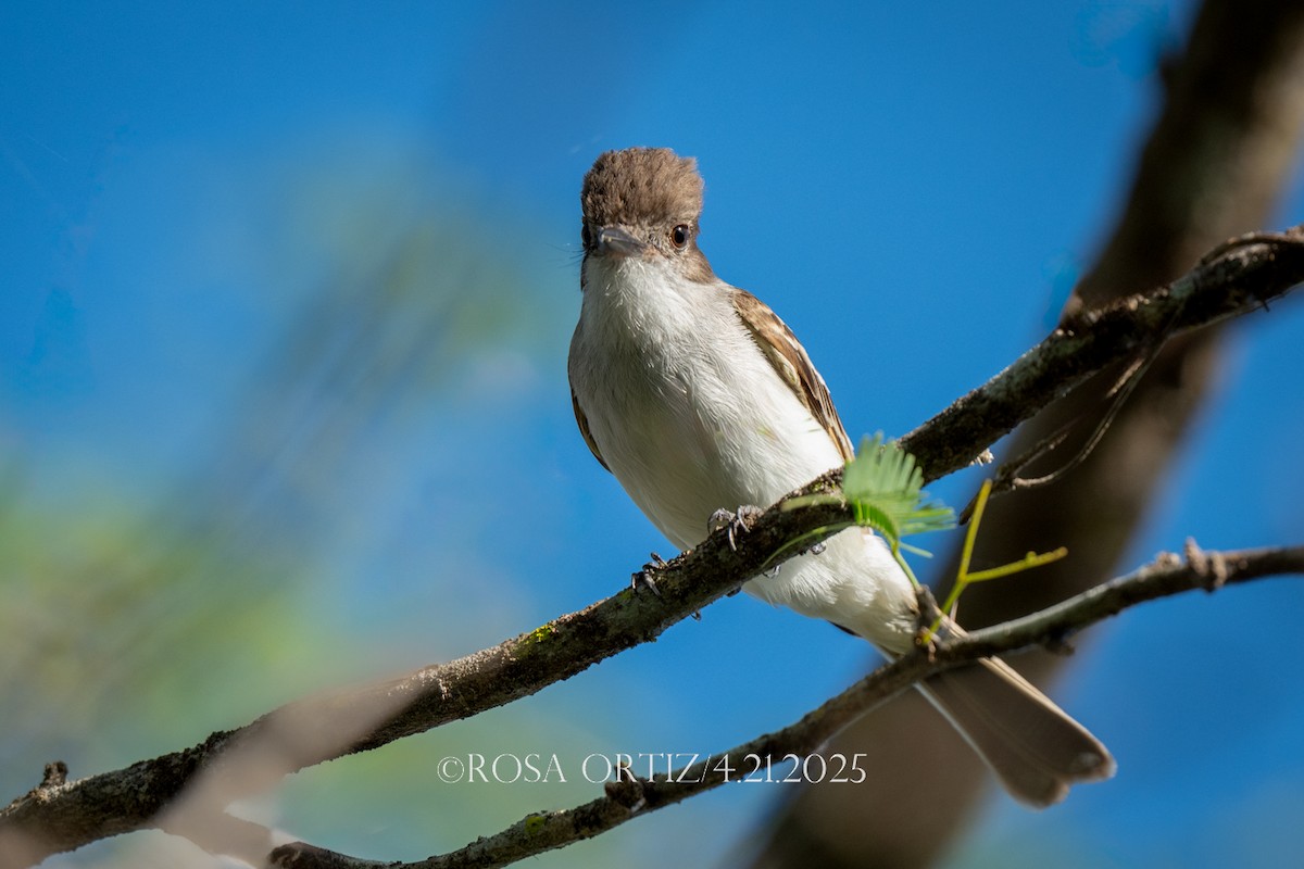 Puerto Rican Flycatcher - ML634299496