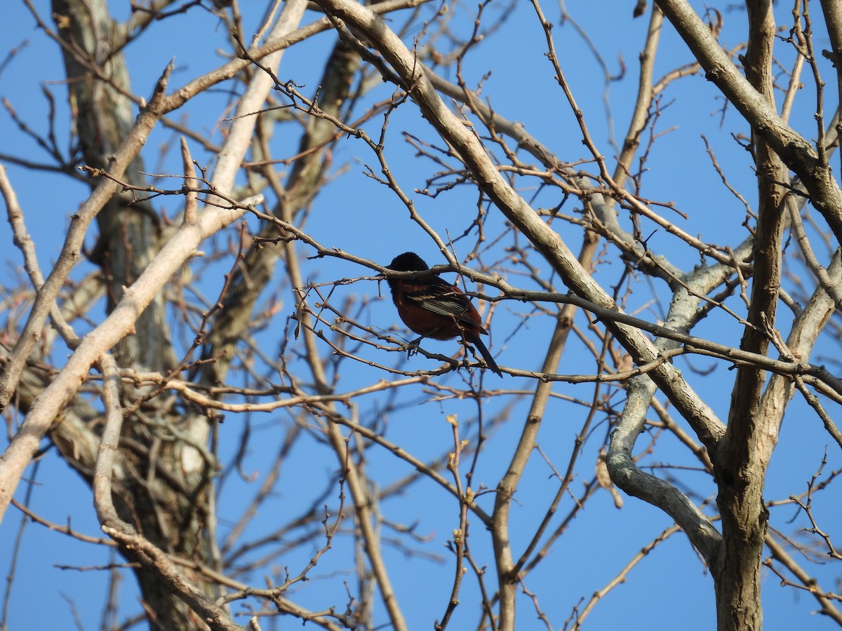 Orchard Oriole - ML634299502