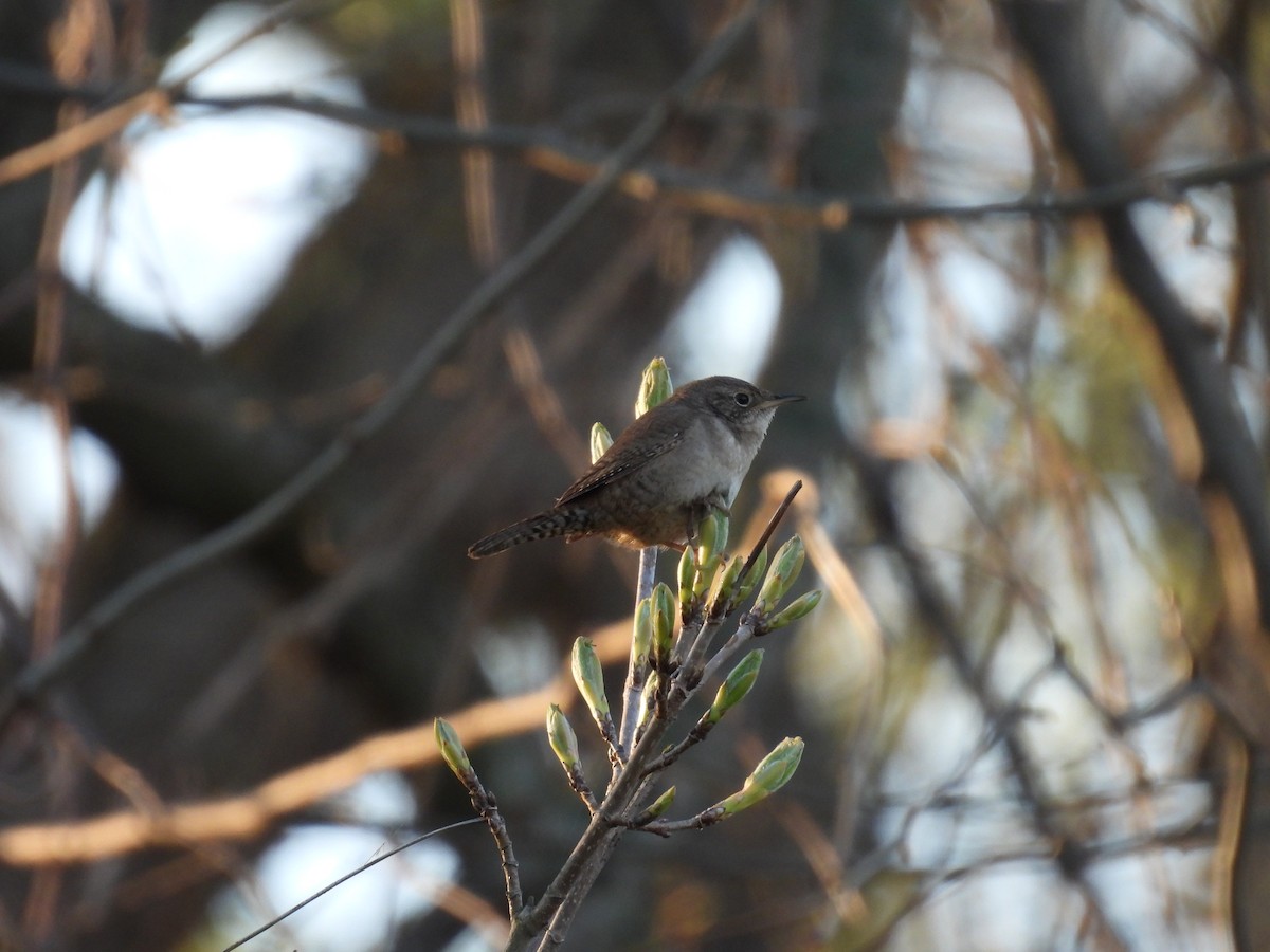 Northern House Wren - ML634299521