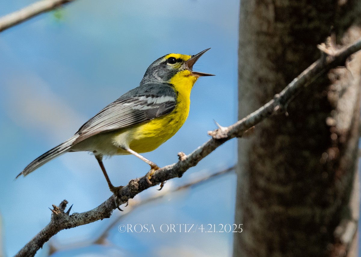 Adelaide's Warbler - ML634299536