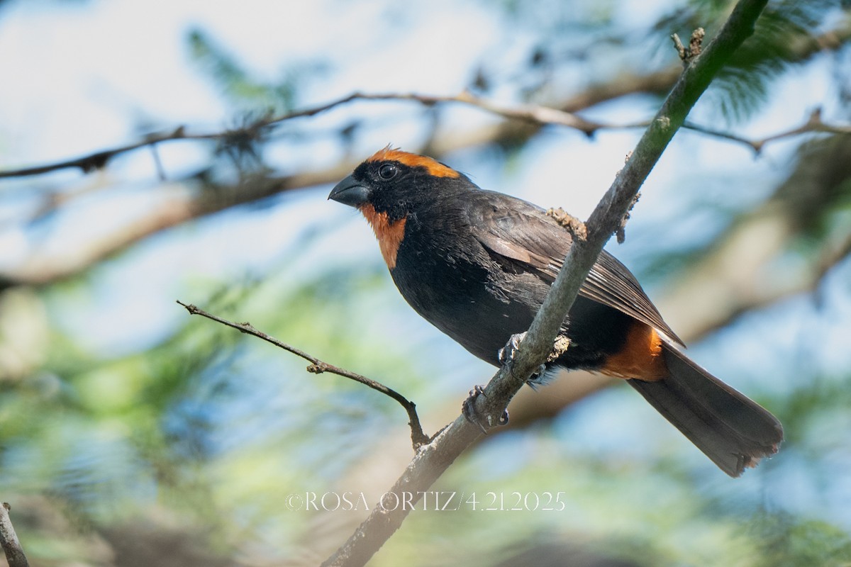Puerto Rican Bullfinch - ML634299549