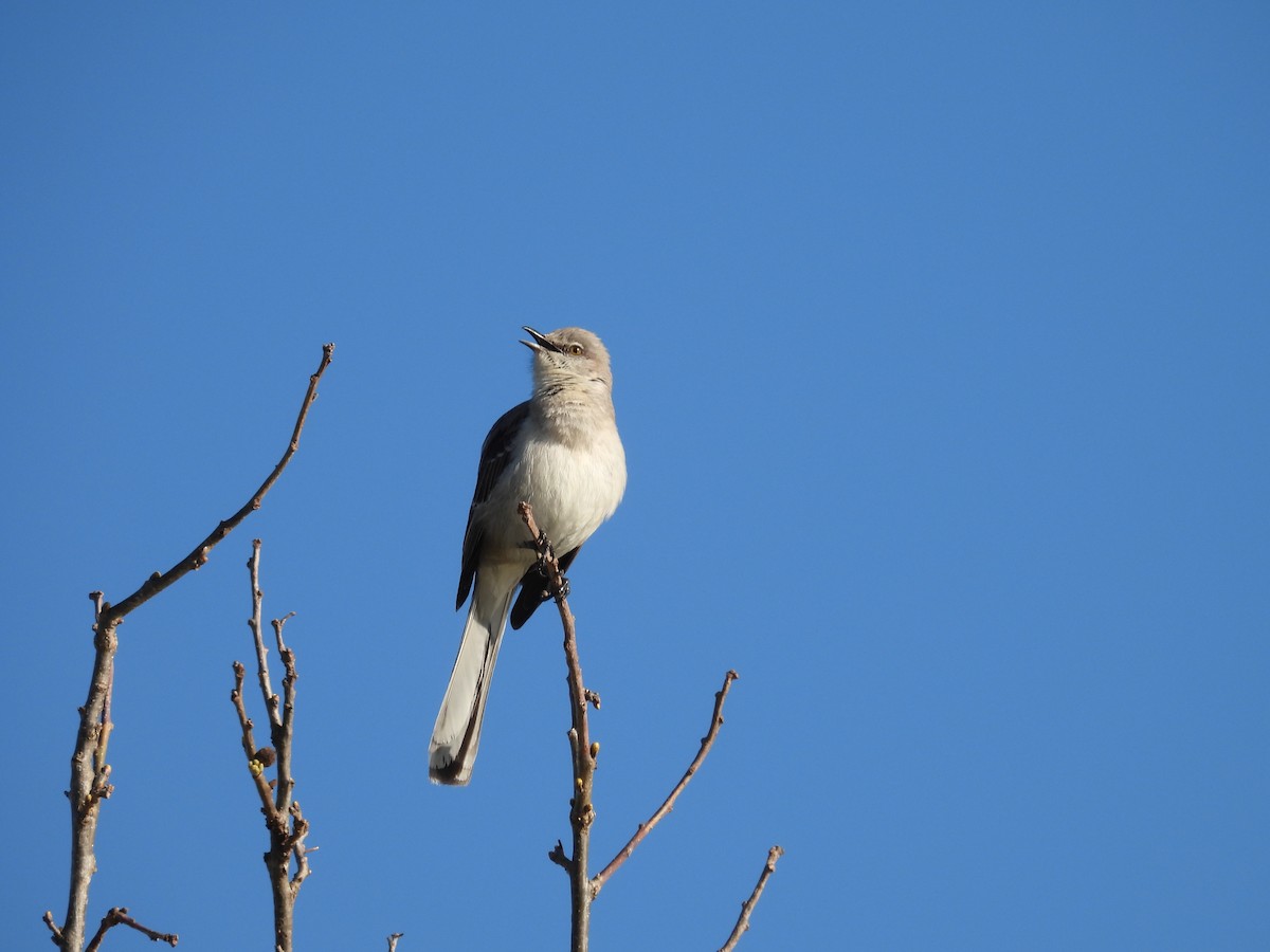 Northern Mockingbird - ML634299638