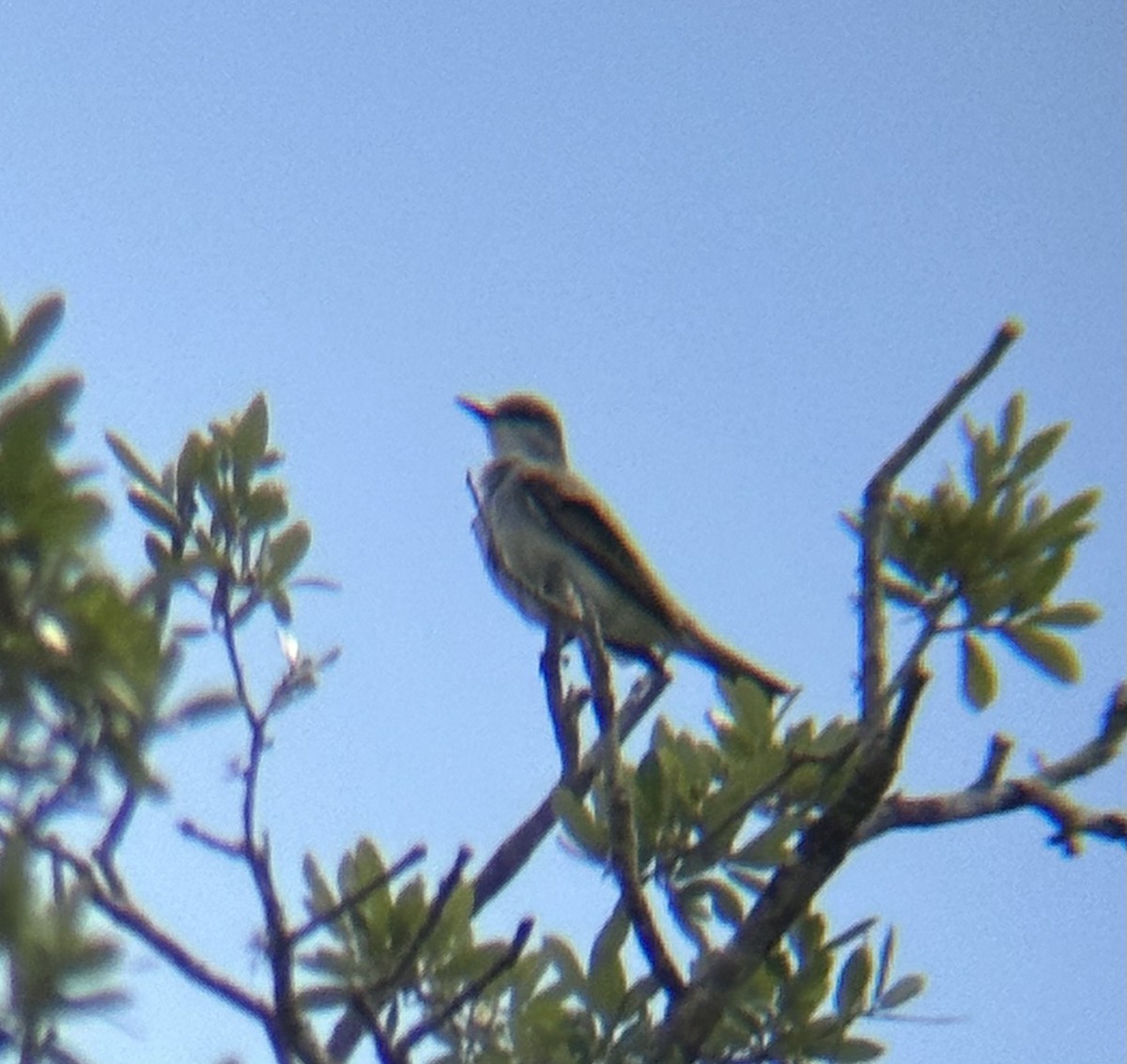 Gray Kingbird - ML634299670