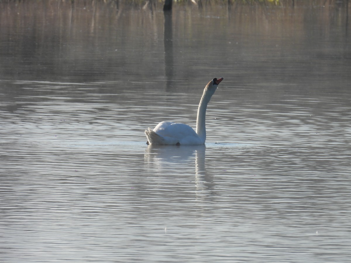 Mute Swan - ML634299698