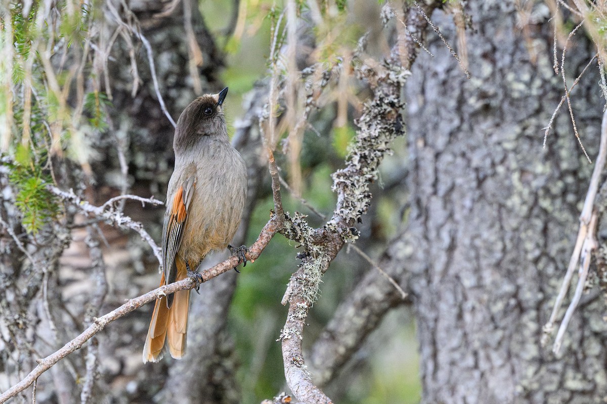 Siberian Jay - ML634299714