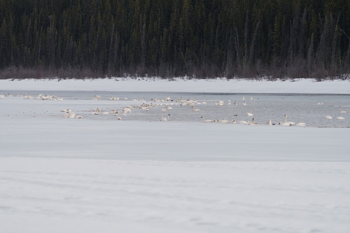 Trumpeter Swan - ML634299719