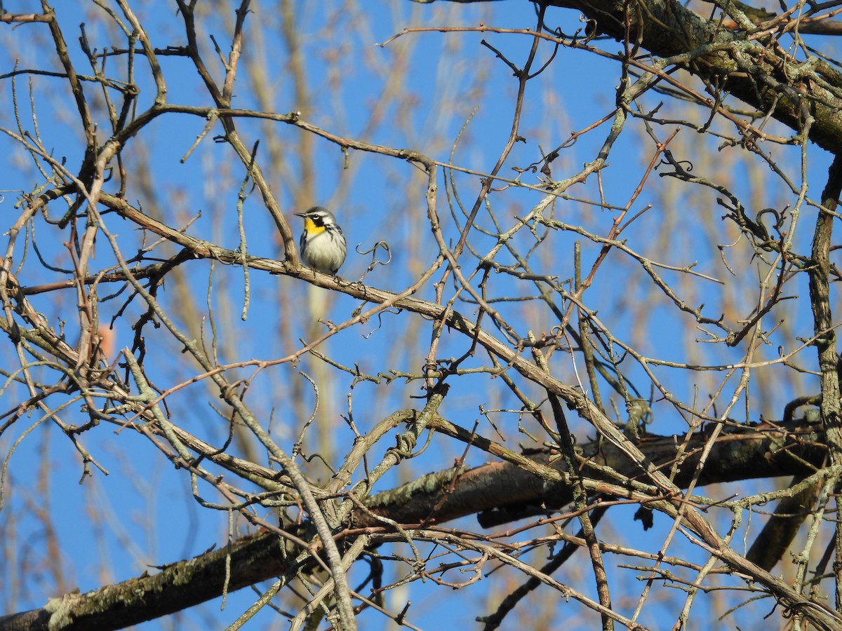 Yellow-throated Warbler - ML634299723