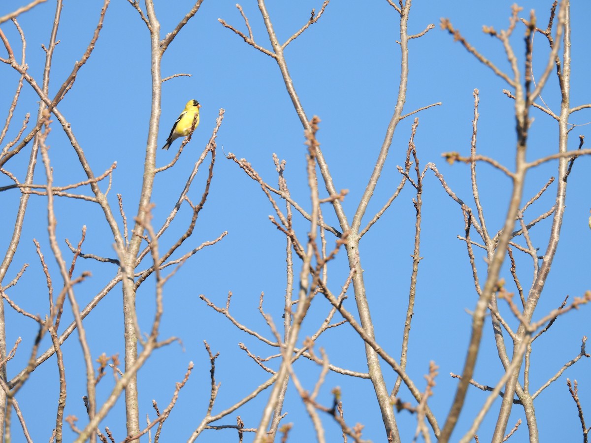 American Goldfinch - ML634299749