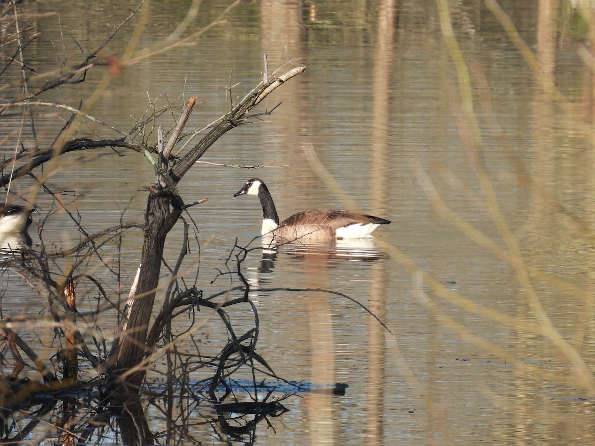 Canada Goose - ML634299770