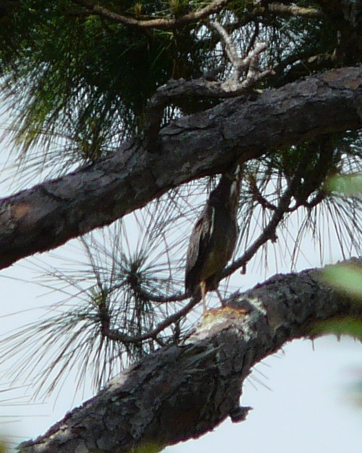 Green Heron - ML634299784