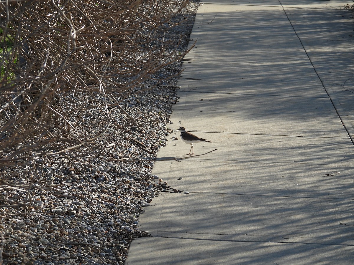 Killdeer - ML634299791