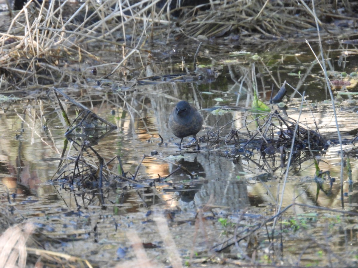 Rusty Blackbird - ML634299824