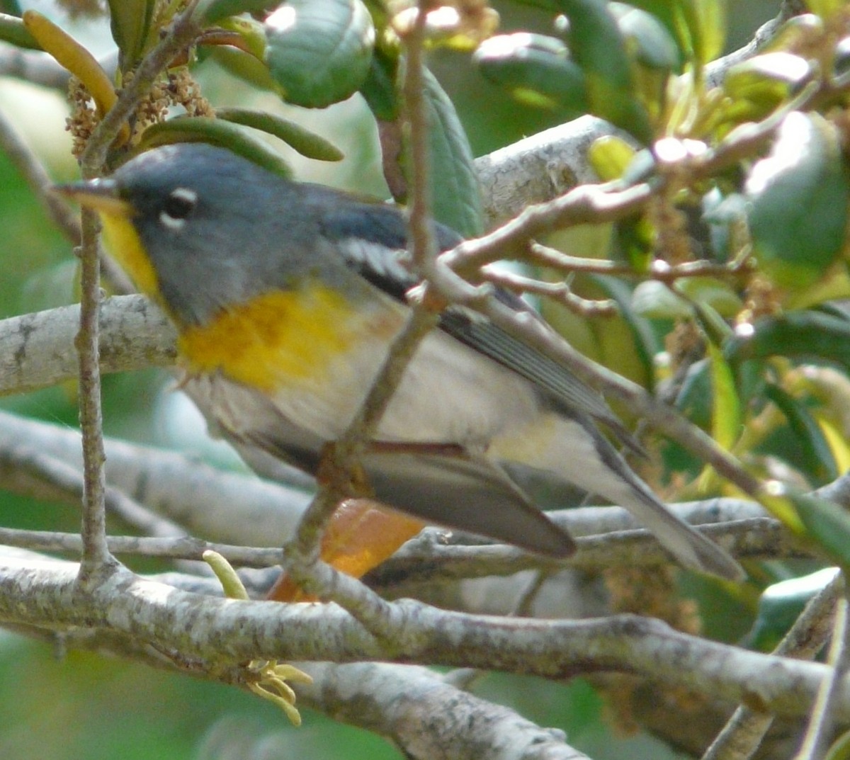 Northern Parula - ML634299856