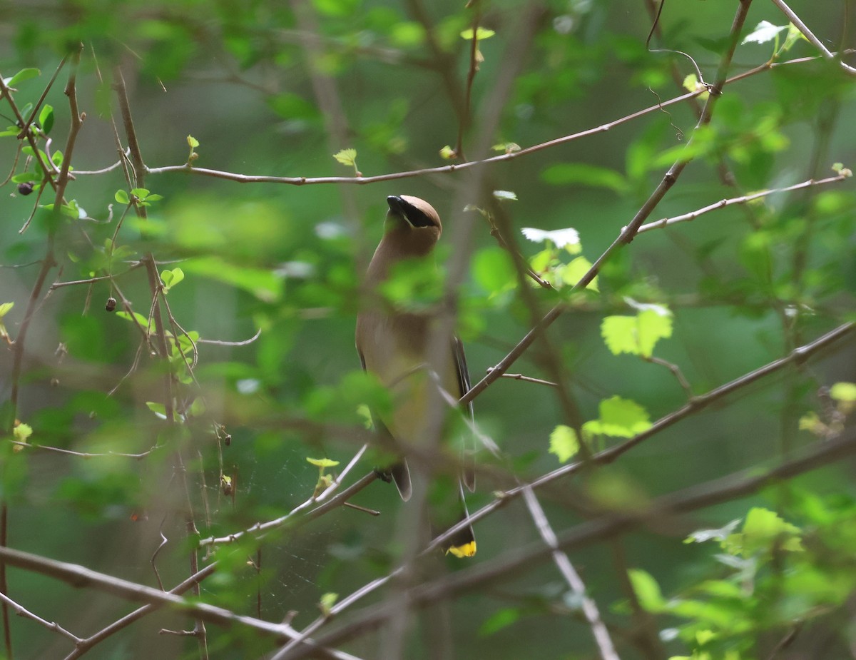 Cedar Waxwing - ML634299874