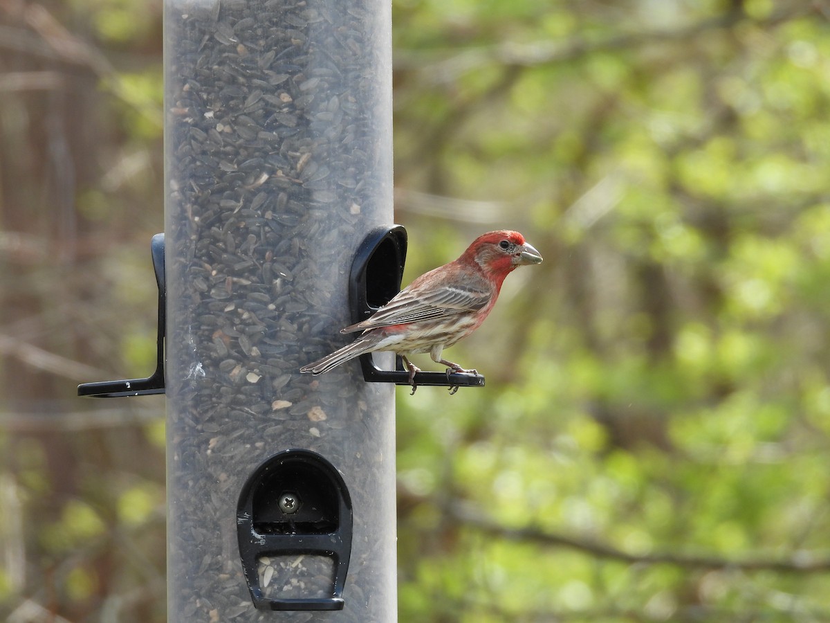 House Finch - ML634299900
