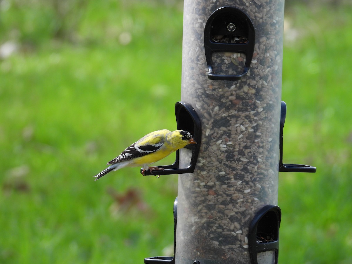 American Goldfinch - ML634299922